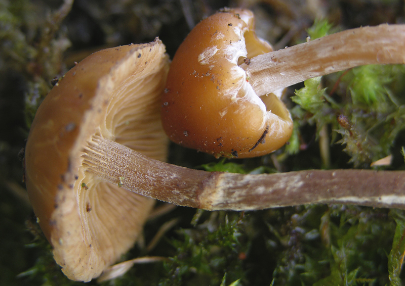 Galerina da determinare n�4.